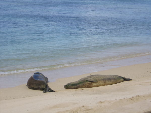 Seals on Waikiki beach