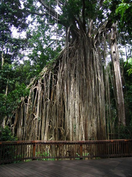 The curtain fig tree
