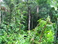 Ancient rainforest