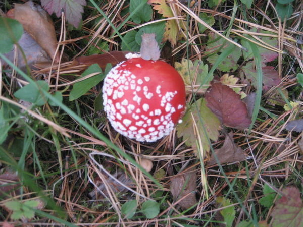 pretty mushrooms