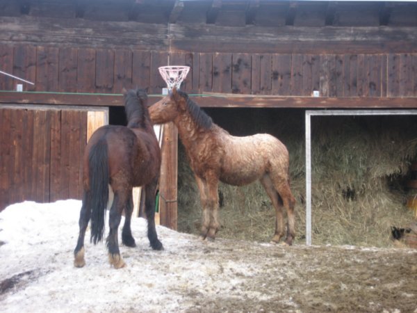 alpine horses!