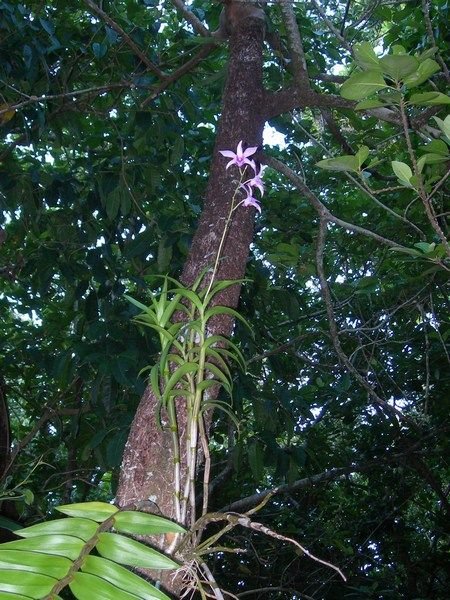 Wild orchid on Green Island