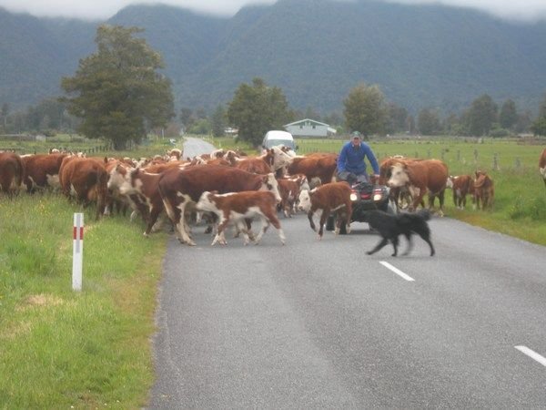 A farmer rounding cattle with his ATV