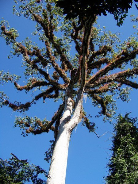 A Ceiba tree:  a symbol of Guatemala