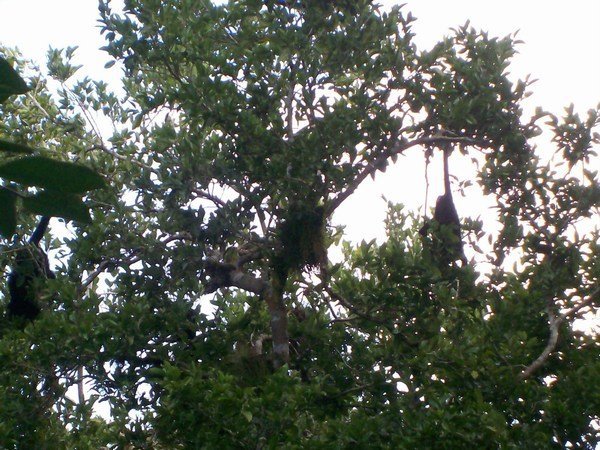 Look close to see the howler monkey