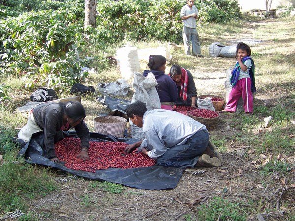 The workers sorting