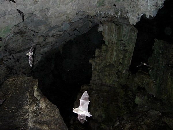 In the Bat Cave