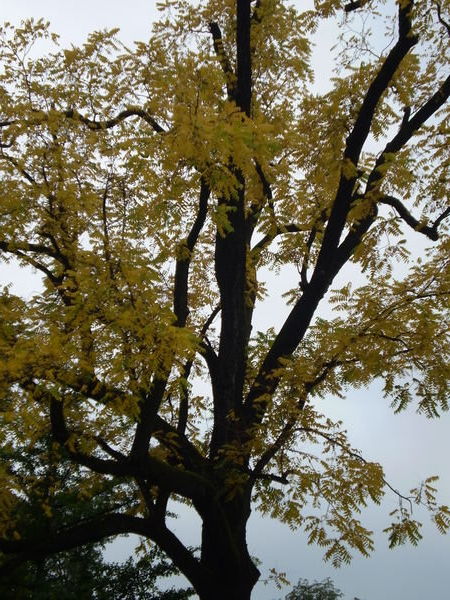 The amazing gold-coloured leaves that covered many trees