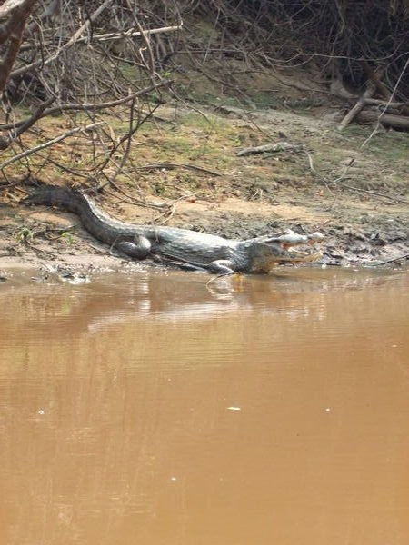 Alligator About To Take A Dip