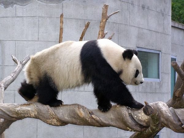 Adult Panda