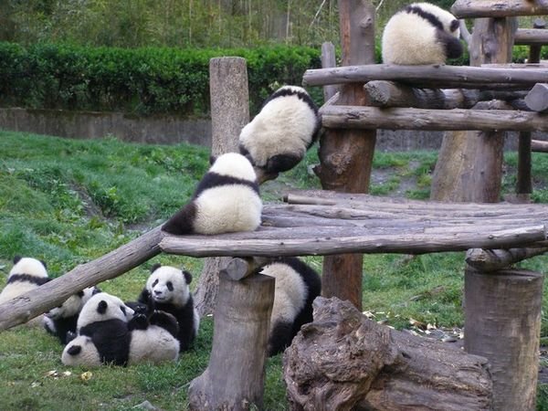 Baby Pandas at Play