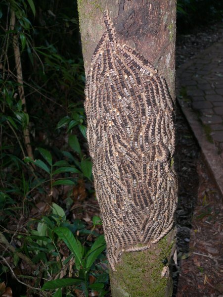 En koloni af larver, der har lagt sig helt tæt på hinanden på en træstamme for at beskytte de inderste mod biller, der allerede har dræbt nogle af dem.
