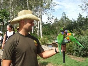 Feeding time for the lorikeets