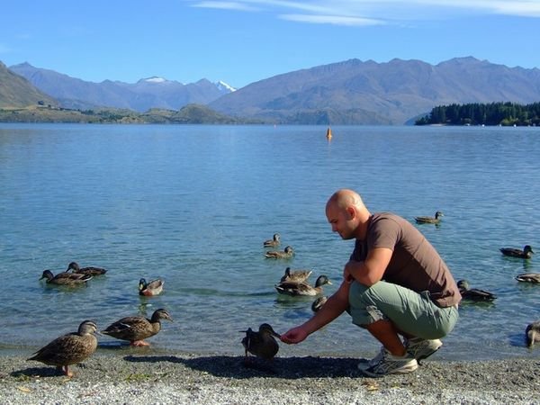Friendly ducks at Lake Wanaka
