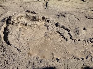 Mud pool Rotorua
