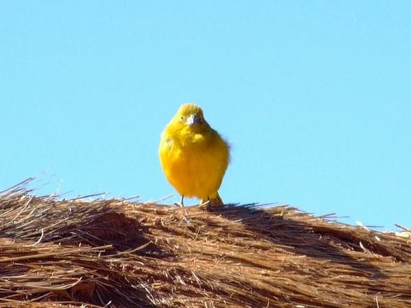 A yellow bird we saw along the way