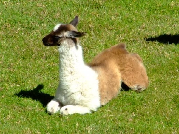 One of the lawnmowers in Machu Picchu