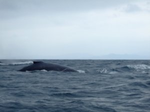 Whale watching in Puerto Lopez, Ecuador 1