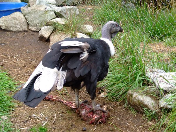 Condor having a bite to eat