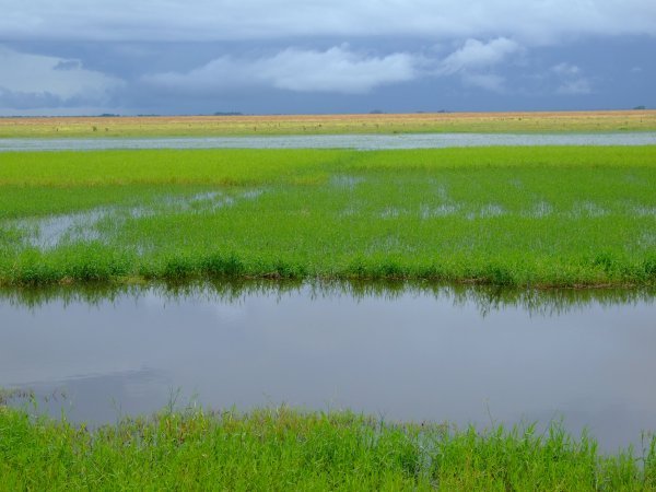 Wet season in Los Llanos