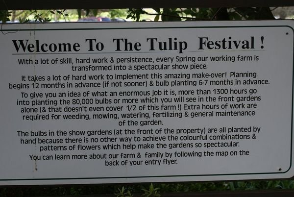 Welcome to The Tulip Festival