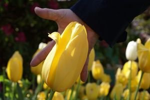 Look at the SIZE of this tulip