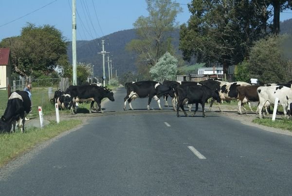 Cow crossing