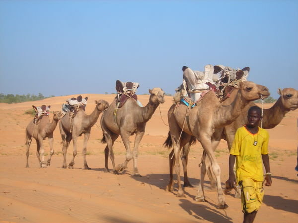 camels!