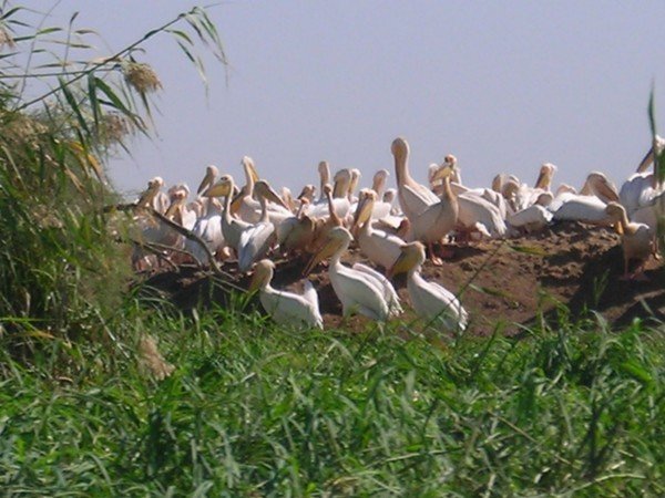 the "pelican convention"