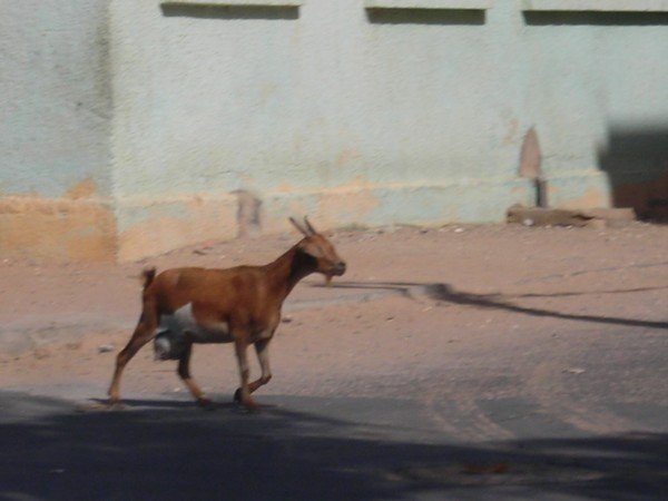 the goats rule the streets in Saint-Louis