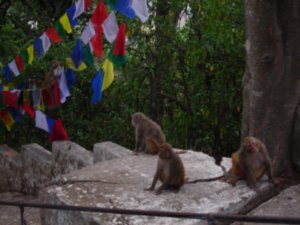a monkey and some prayer flags
