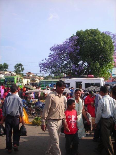 purple tree in Patan