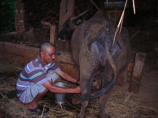 Kaka milking the water buffalo