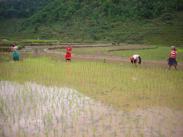women planting rice