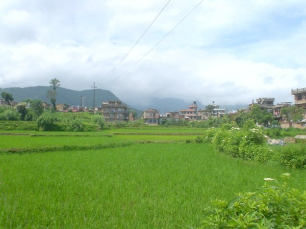 rice paddies around the Health Center