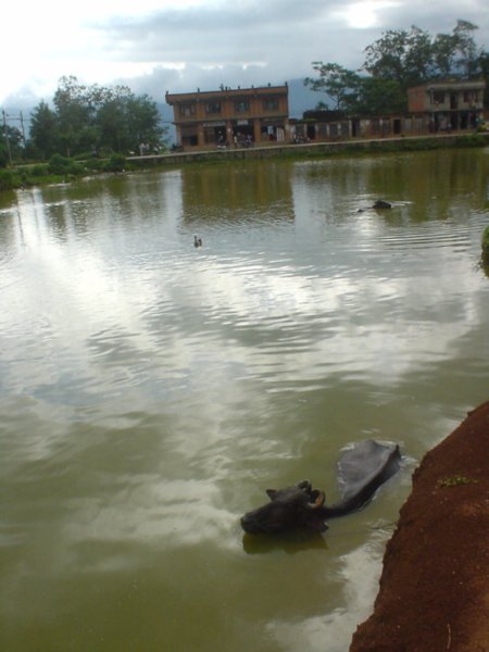 water buffalo hanging out in the pond