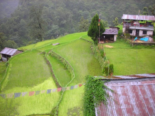 rice paddies in Hile