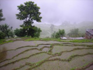 rice paddies near Birethanti