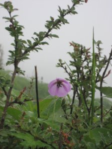 pretty flowers