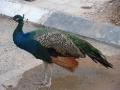 random peacock in a parking lot in Jericho