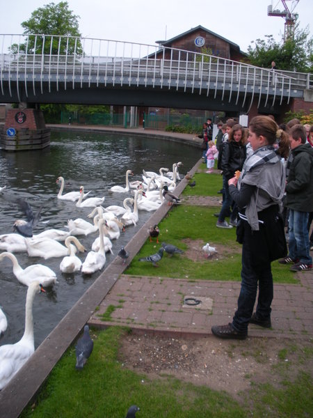 feeding the swans in Newbury