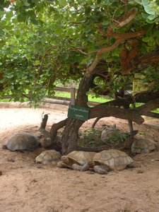 turtles seeking out the shade