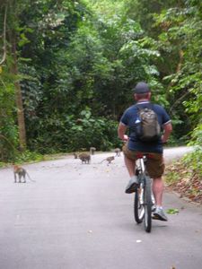 biking through a troop of monkeys
