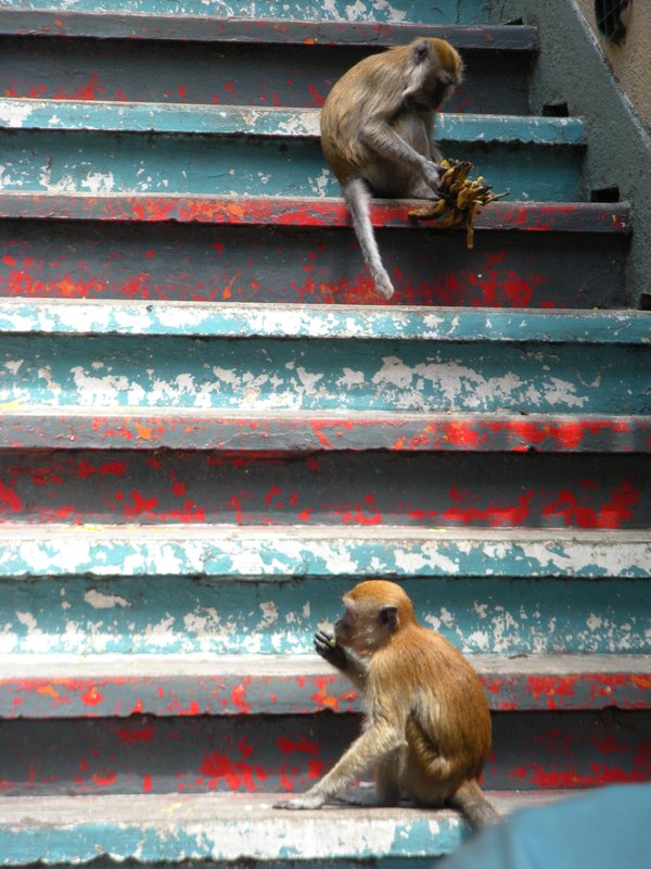 monkeys at Batu Caves