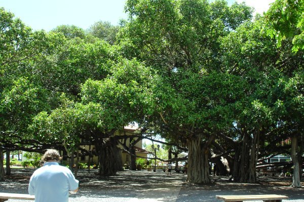 banyan tree blog
