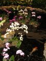 Koi pond and orchids in Singapore airport