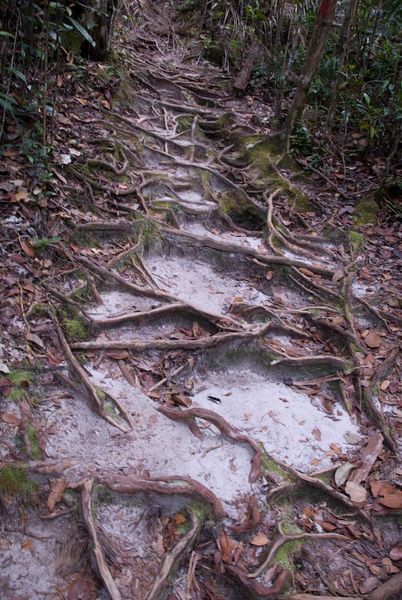 path up: roots