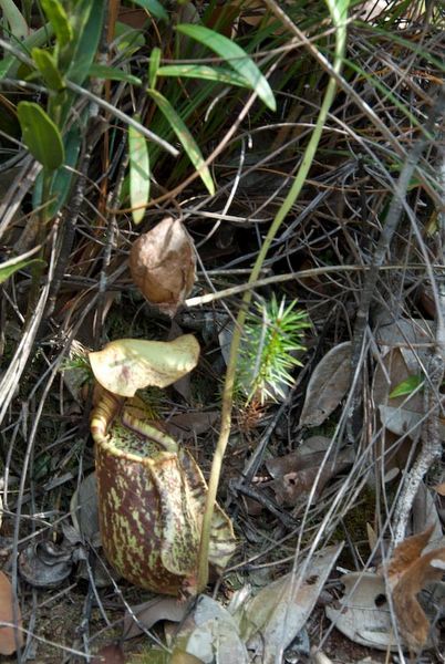 nepenthes rafflesiana lower pitcher