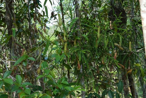 Nepenthes gracillis in tree