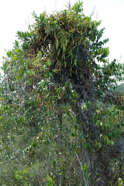 Nepenthes gracillis in tree